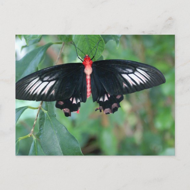 Postal Bat Wing Butterfly (Anverso)