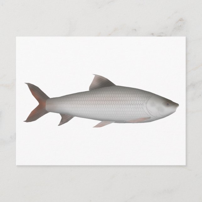 Postal Bata (Anverso)