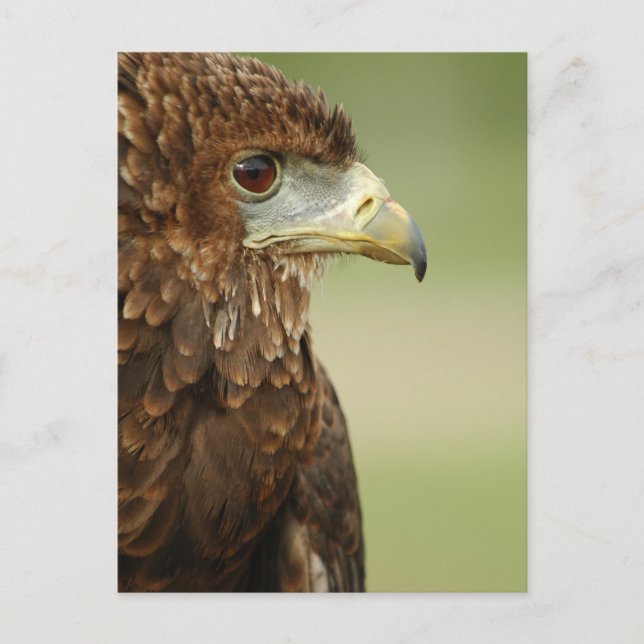 Postal Bateleur Eagle Terathopius Ecaudatus (Anverso)
