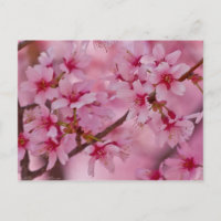 Bathin in Pink Japanese Cherry Blossoms