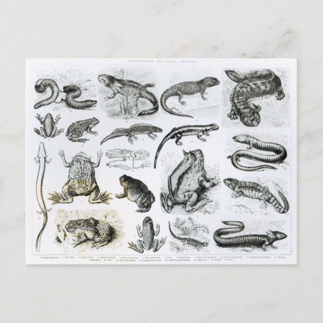 Postal Batracios y otras anfibias (Anverso)