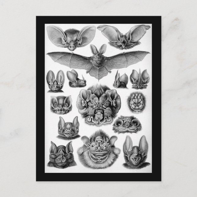 Postal ¡Bats! (Anverso)