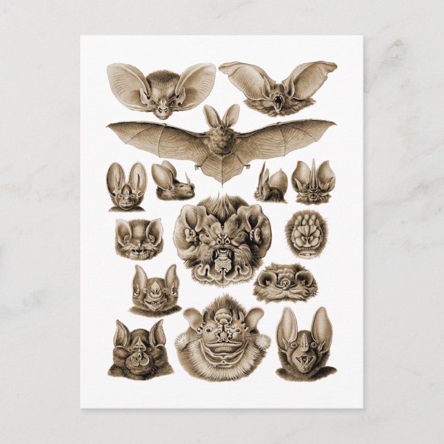 Postal Bats (Anverso)