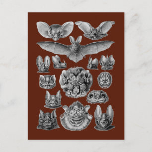 Postal Bats