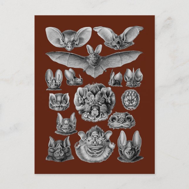 Postal Bats (Anverso)