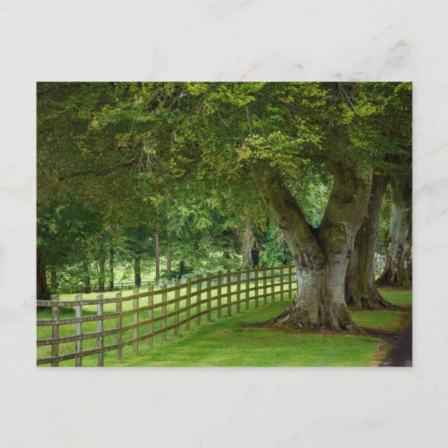 Postal Baumallee in Irland Postkarte (Anverso)