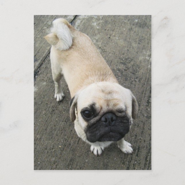 Postal Bauwk... Perro Soi, Tailandia (Anverso)