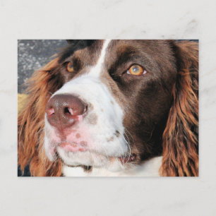 Postal Baxter - English Springer Spaniel Photo-06