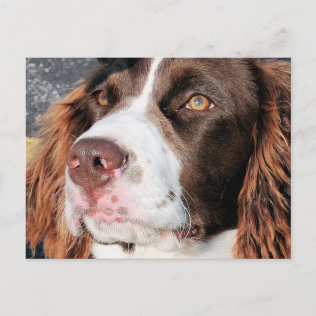 Postal Baxter - English Springer Spaniel Photo-06 (Anverso)