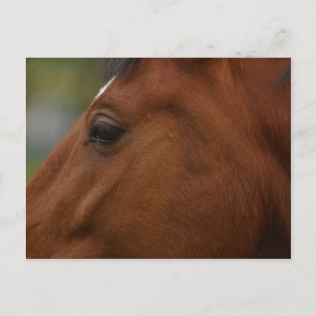 Postal Bay Horse Closeup (Anverso)
