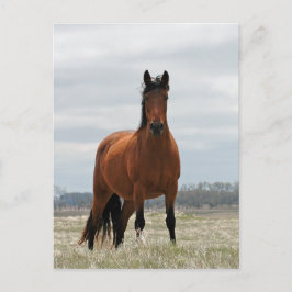 Postal Bay Mare