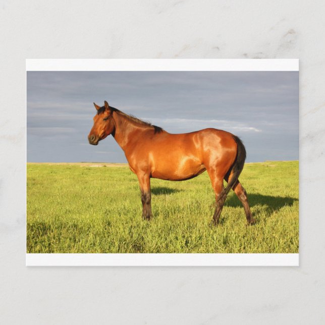 Postal Bay Mare (Anverso)