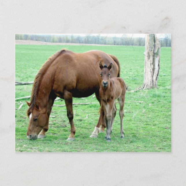 Postal Bay Mare y su Colt (Anverso)