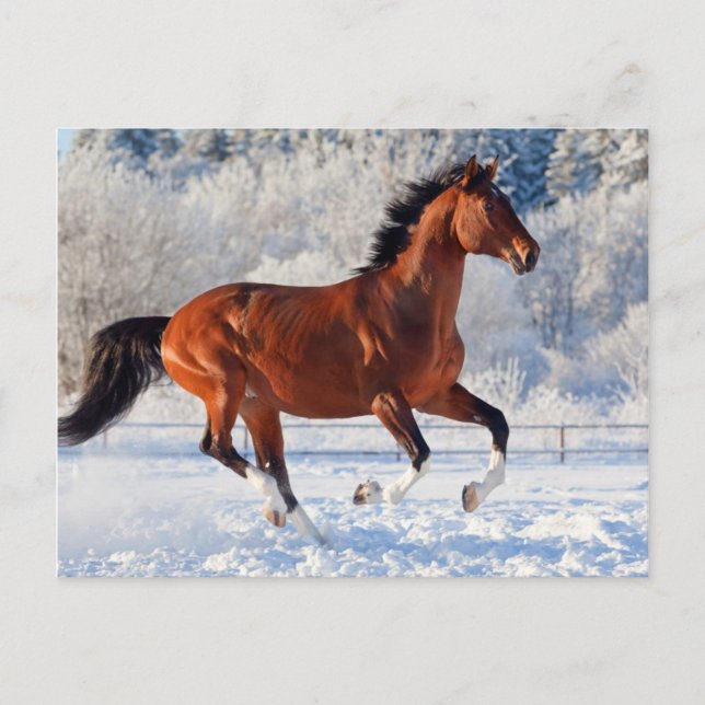 Postal Bay Trakehner Stallion (Anverso)