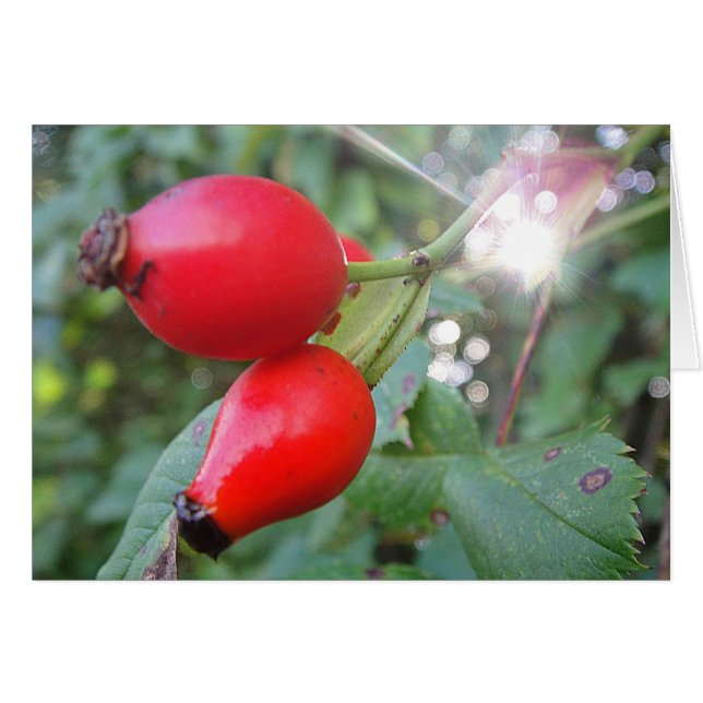 Postal baya del espino con rayo solar, en blanco (Anverso (Horizontal))