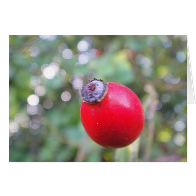 Postal baya del espino, en blanco (Anverso (Horizontal))