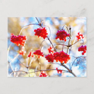 Postal Bayas de Arrowwood