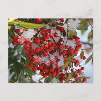 Postal Bayas del invierno