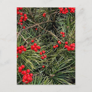 Postal Bayas Rojas Agujas de Pino Navidad