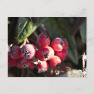 Postal bayas rojas de invierno, arbusto de hoja perenne,