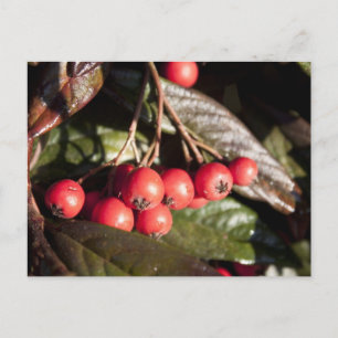 Postal bayas rojas de invierno, arbusto de hoja perenne, 