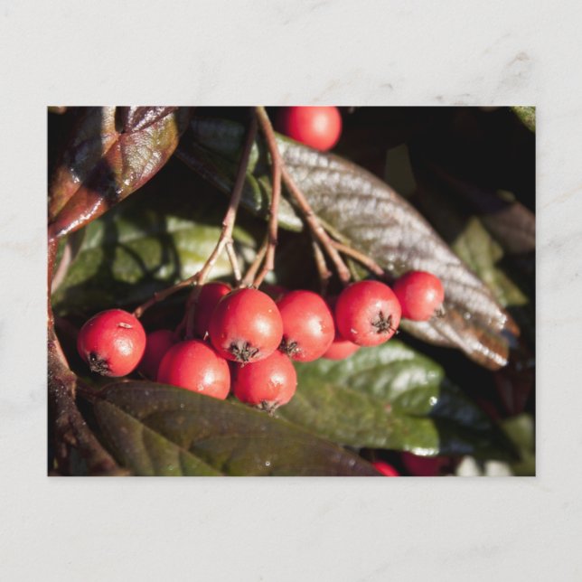 Postal bayas rojas de invierno, arbusto perenne, verde, 浆 (Anverso)
