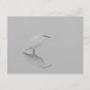Postal Be still Egret