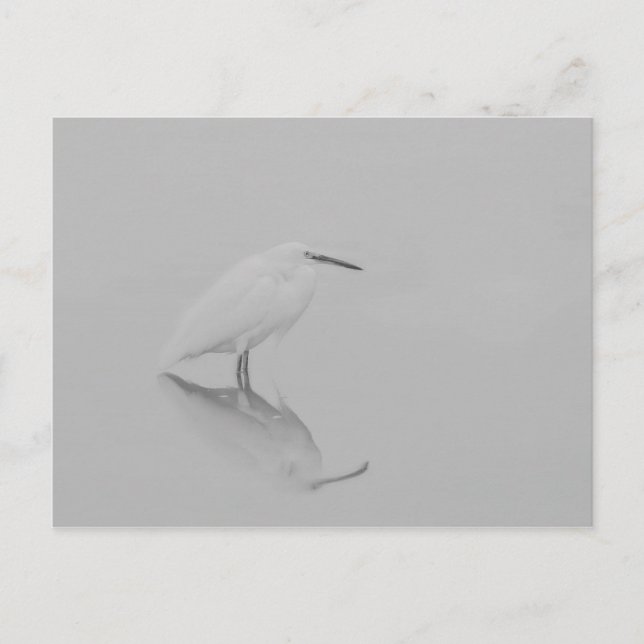 Postal Be still Egret (Anverso)