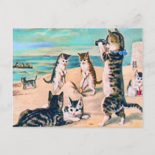 Postal Beach Cats