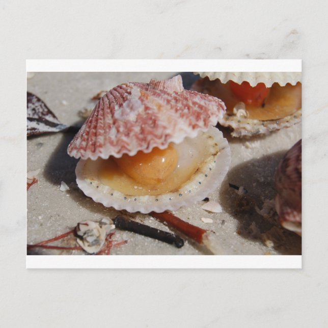 Postal Beach Clam (Anverso)