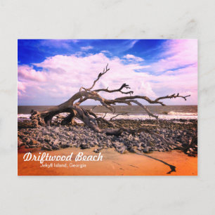 Postal Beach Driftwood Jekyll Island Georgia Postcard