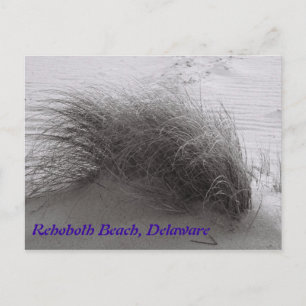 Postal Beach Grass Rehoboth