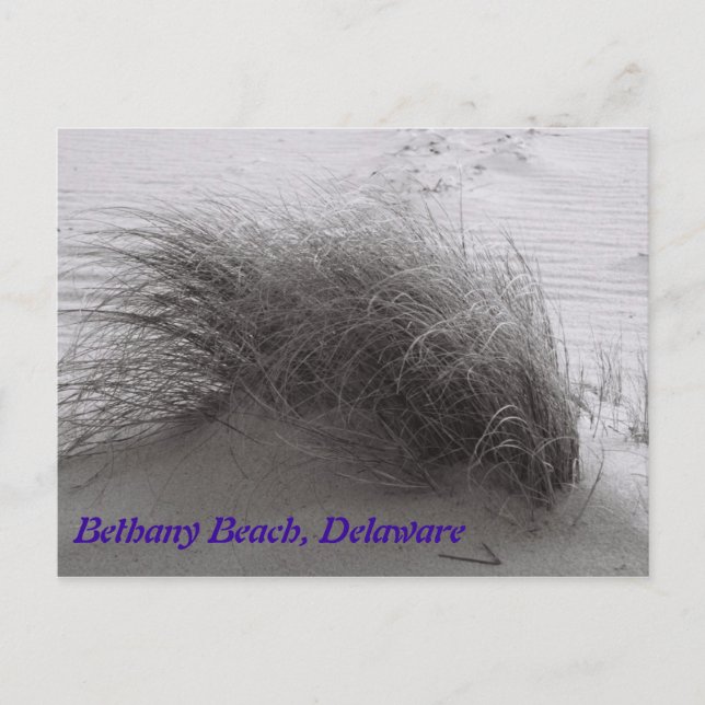 Postal Beach Grasss Bethany Postcard (Anverso)