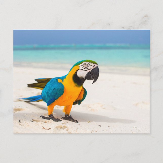 Postal Beach Parrot (Anverso)