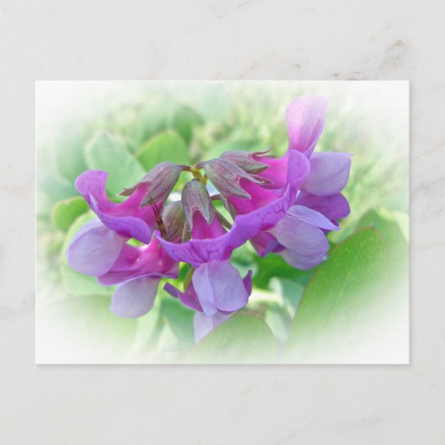Postal Beach Pea - Lathyrus japonicus - Wildflower (Anverso)