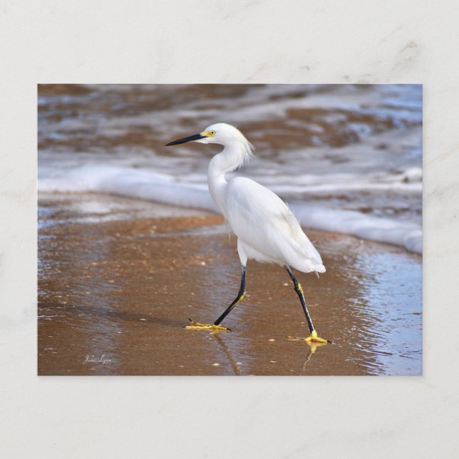 Postal Beach White Egret Bird cards Nature note card (Anverso)