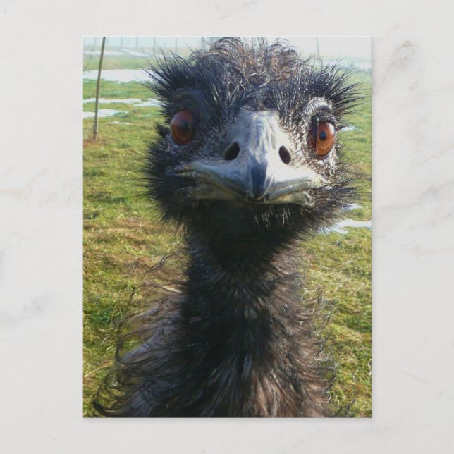Postal Beady Eyes EMU (Anverso)