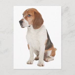 Postal Beagle