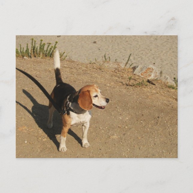 Postal Beagle (Anverso)