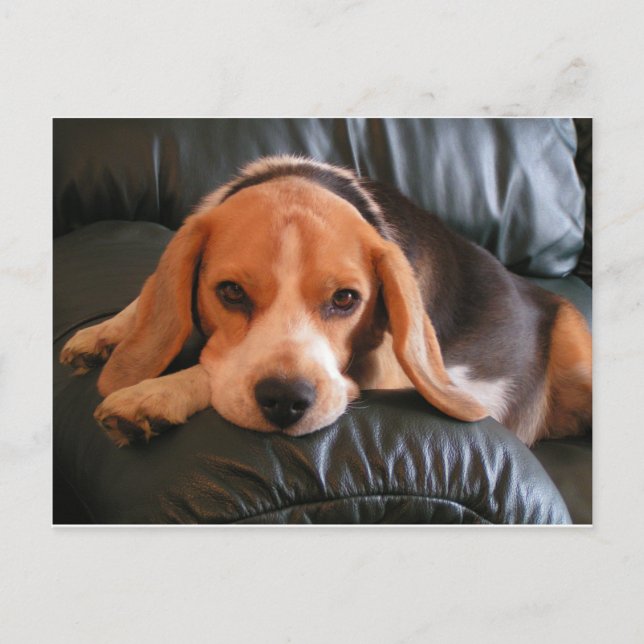 Postal Beagle (Anverso)