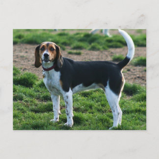 Postal Beagle