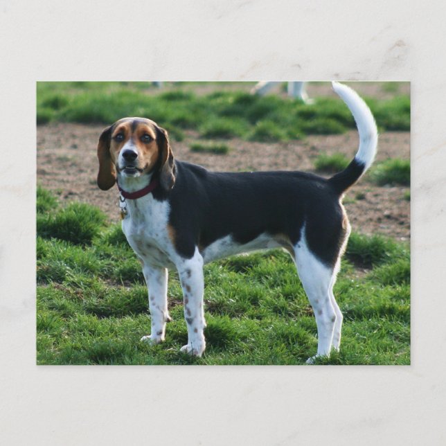 Postal Beagle (Anverso)