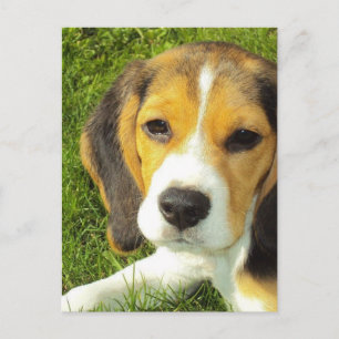 Postal Beagle