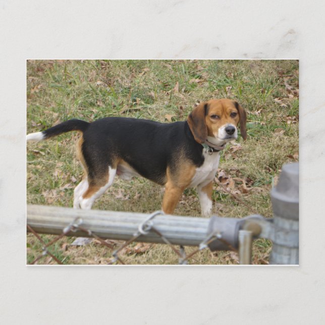 Postal Beagle (Anverso)