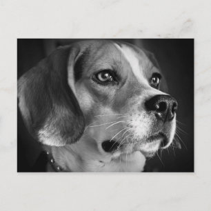 Postal Beagle