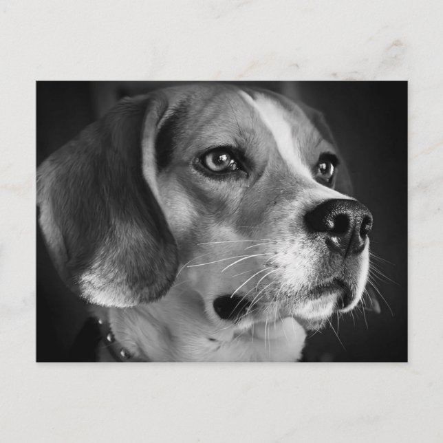 Postal Beagle (Anverso)