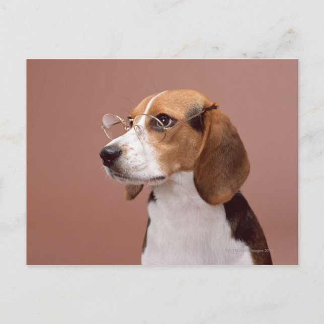 Postal Beagle (Anverso)