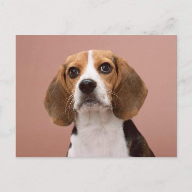 Postal Beagle (Anverso)