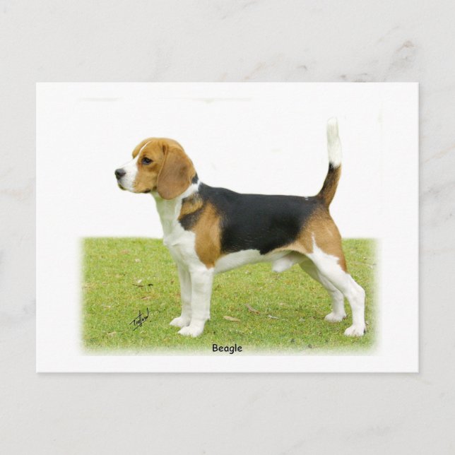 Postal Beagle 9J27D-02 (Anverso)