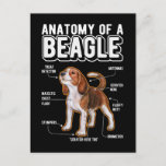 Postal Beagle Anatomy Funny Dog<br><div class="desc">Perro gracioso Beagle Anatomy. Amante De Perros De Cachorro Beagle.</div>